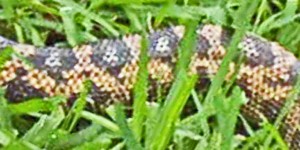 Texas rat snake