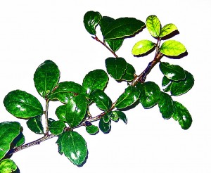 Yaupon Twig with Leaves Yaupon Twig with Leaves