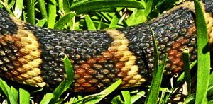 broad-banded water snake