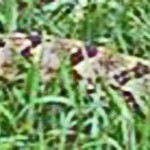 canebrake rattlesnake