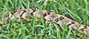 canebrake rattlesnake