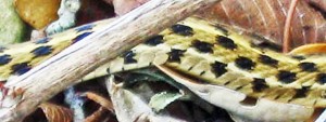 checkered garter snake