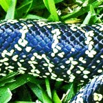 desert king snake