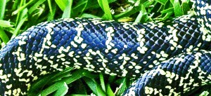 desert king snake