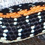 eastern blacknecked garter snake