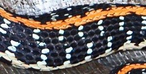 eastern blacknecked garter snake