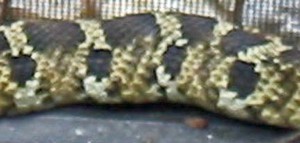 eastern hognosed snake 2