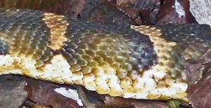 eastern hognosed snake