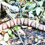 Broad-banded Copperhead (Viperidae: Agkistrodon contortrix laticinctus); Round Rock, Texas--02.07.09 Viperidae: Agkistrodon contortrix lacticinctus, Broad-banded Copperhead, Round Rock, TX 07.20.09