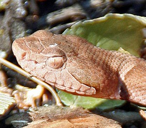lateral head Lateral head, Broad-banded Copperhead, Steve B., Round Rock, TX: 2 July 2009