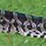 prairie king snake