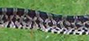 prairie king snake