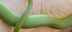 rough green snake