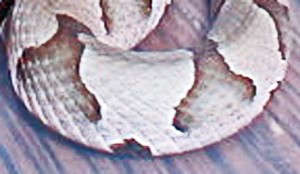 southern copperhead