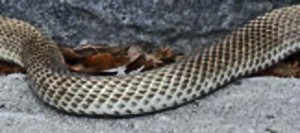 western coachwhip