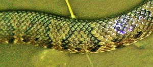 western cottonmouth