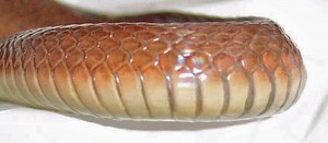 western smooth earth snake
