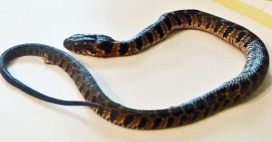 040410 Blotched Water Snake (Nerodia erythrogaster transversa), Ramona R--dorsal body Blotched Water Snake (Nerodia erythrogaster transversa), 040410 Ramona R., Fulshear, Texas--dorsal body