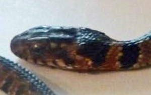 040410 Blotched Water Snake (Nerodia erythrogaster transversa), Ramona R--head Blotched Water Snake (Nerodia erythrogaster transversa), 040410 Ramona R., Fulshear, Texas--lateral head