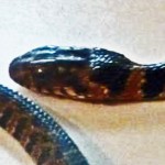 Blotched Water Snake (Nerodia erythrogaster transversa) 04.04.10, Fulshear, Texas Blotched Water Snake (Nerodia erythrogaster transversa) 040410, Ramona R--head