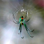 Orchard Orbweaver (Leucauge venusta), Christine, The Woodlands, TX; 08.11.07--Ventral Body, Center of Web Orchard Orbweaver (Leucauge venusta), Christine, The Woodlands, TX; 08.11.07--Ventral Body, Center of Web