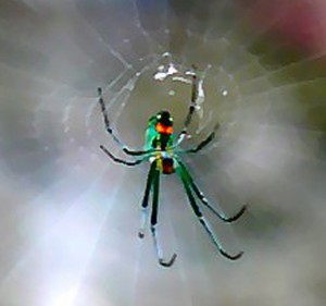 Orchard Orbweaver (Leucauge venusta), Christine, The Woodlands, TX; 08.11.07--Ventral Body, Center of Web Orchard Orbweaver (Leucauge venusta), Christine, The Woodlands, TX; 08.11.07--Ventral Body, Center of Web