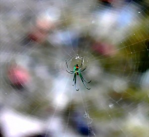 081107 Christine Woodlands TX Orchard orbweaver (Leucauge venusta) Ventral body center of web copy Orchard Orbweaver (Leucauge venusta), Christine, The Woodlands, TX; 08.11.07--Ventral Body, Center of Web