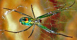 Orchard Orbweaver (Leucauge venusta), Christine, The Woodlands, TX; 08.11.07--Ventral body closeup Orchard Orbweaver (Leucauge venusta), Christine, The Woodlands, TX; 08.11.07--Ventral body closeup