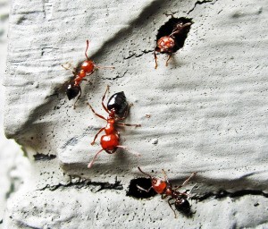 Acrobat Ant (Crematogaster spp) Temple TX 041910 at exit holes Acrobat Ant (Crematogaster spp.); Temple, Texas, 04.19.10--Ants at exit holes