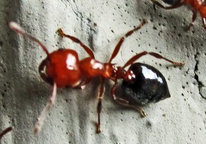 Acrobat Ant (Crematogaster spp); Temple, Texas, 04.19.10--dorsal view Acrobat Ant (Crematogaster spp); Temple, Texas, 04.19.10--dorsal view