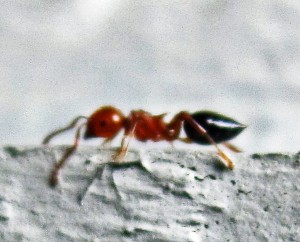 Acrobat Ant (Crematogaster spp) Temple TX 041910 lateral view 2 Acrobat Ant (Crematogaster spp.); Temple, Texas, 04.19.10--Lateral view