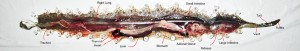 Crotalus atrox 040110 San Antonio Martha Exposed Body Cavity Annotated Western Diamond-backed Rattlesnake (Crotalus atrox), 040110, San Antonio, Texas--Exposed Body Cavity, Annotated