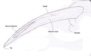 Crotalus atrox 040110 San Antonio Fang Line Dwg Annotated Western Diamond-backed Rattlesnake (Crotalus atrox), 040110, San Antonio, Texas--Fang, Line Drawing, Annotated