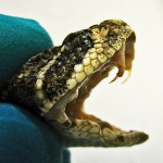 Western Diamond-backed Rattlesnake (Crotalus atrox), 040110, San Antonio, Texas Western Diamond-backed Rattlesnake (Crotalus atrox), 040110, San Antonio, Texas--Lateral Head, with Fangs Extended