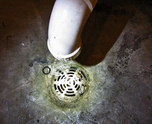 Crotalus atrox 040110 San Antonio Martha Utility Room Drain Western Diamond-backed Rattlesnake (Crotalus atrox), 040110, San Antonio, Texas--Utility Room Drain