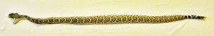 Crotalus atrox 040110, San Antonio, Texas--dorsal body Western Diamond-backed Rattlesnake (Crotalus atrox), 040110, San Antonio, Texas: Martha--Dorsal Body
