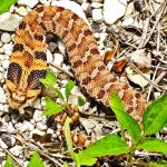 Eastern Hog-nosed Snake (Heterodon platirhinos) Female, 04.05.10 Shirley, Kempner, TX Eastern Hog-nosed Snake (Heterodon platirhinos), 040510, Shirley, Kempner, TX--dorsal body, stretched, flared 02