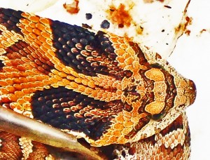 Eastern Hog-nosed Snake (Heterodon platirhinos), 040510, Shirley, Kempner, TX--dorsal head Eastern Hog-nosed Snake (Heterodon platirhinos), 040510, Shirley, Kempner, TX--dorsal head