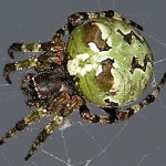 Giant Lichen Orbweaver (Araneus bicentenarius), Dawn S., Helotes, Texas, 07.19.07--Dorsum Giant Lichen Orbweaver (Araneus bicentenarius), Dawn S., Helotes, Texas, 07.19.07--Dorsum
