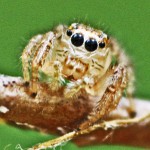 Jumping Spider (Salticidae); Lufkin, Texas--04.05.10 Salticidae, Male; Julia E., East Texas, Frontal head, chelicerae, & palps--04.05.10