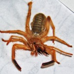 Sand Runner (Solifugae); 04.06.10 Sergio dM, Reynosa, Tamulipas, Mexico Sand Runner (Ammotrechidae family), 04.06.10; Sergio dM: Reynosa, Tamulipas, Mexico--dorsal body