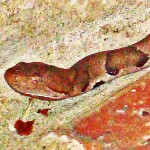Southern Copperhead (Agkistrodon contortrix contortrix); Dana T., Allen, TX--05.02.09 Southern Copperhead (Agkistrodon contortrix contortrix), Dana T., Allen, TX, 05.02.09--Head & Neck