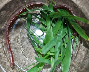 Texas Blind Snake (Leptotyphlops dulcis) Ashley D Temple TX 040610 dorsal body in context Texas Blind Snake (Leptotyphlops dulcis); Ashley D., Temple, Texas--04.06.10 dorsal body in context