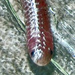 Texas Blind Snake (Leptotyphlops dulcis); 04.06.10 Ashley D., Temple, Texas Texas Blind Snake (Leptotyphlops dulcis); Ashley D., Temple, Texas--04.06.10 Frontal head