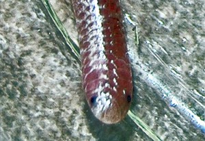 Texas Blind Snake (Leptotyphlops dulcis) Ashley D Temple TX 040610 head and neck frontal Texas Blind Snake (Leptotyphlops dulcis); Ashley D., Temple, Texas--04.06.10 Frontal head