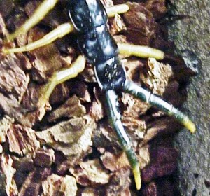 Giant Centipede (Scolopendra heros), Temple. Texas--dorsal posterior Giant Centipede (Scolopendra heros), Temple. Texas--dorsal posterior