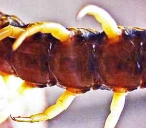 Giant Centipede (Scolopendra heros), Temple. Texas--ventral midbody Giant Centipede (Scolopendra heros), Temple. Texas--ventral midbody