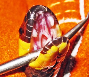 Texas Coral Snake (Micrurus fulvius tener); John H., Dripping Springs, Texas, 05.01.10--Open Mouth, Side View Texas Coral Snake (Micrurus fulvius tener); John H., Dripping Springs, Texas, 05.01.10--Open Mouth, Side View
