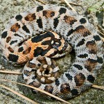 Eastern Hog-nosed Snake (Heterodon platirhinos); Tom Sinclair, Sam Houston National Forest, Texas--061510