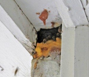 Africanized European Honeybee (Apis mellifera), Hive Entrance; East-central Austin, Texas--06.14.10